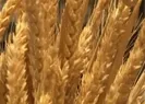 Savaş korkusu! Gıda krizi kapıda mı?