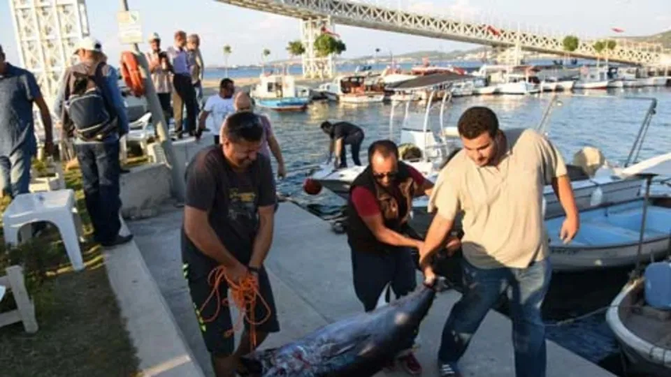 1.5 metrelik orkinos oltaya takıldı