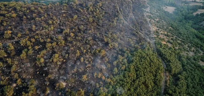 Balıkesir’deki yangında sabotaj şüphesi! Beyaz transit ve sakallı şahıs ormanda görüldü