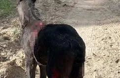 Sokak köpekleri atlara saldırdı