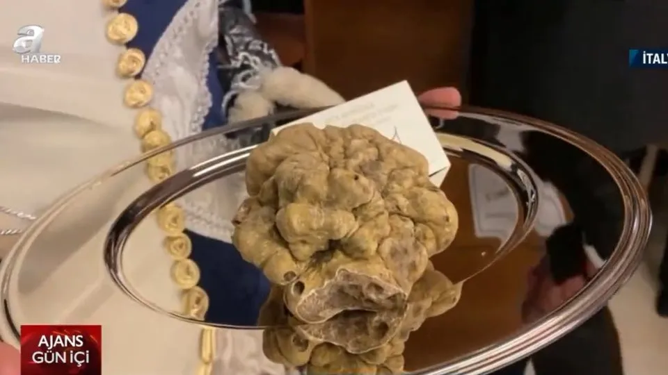 Bulabilmek için eğitimli köpekler kullanılıyor! 830 gramlık mantara servet ödedi