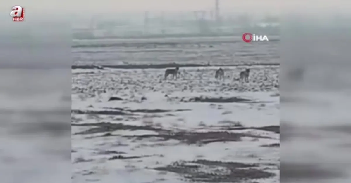 Aç kalan kurt sürüsü Iğdır ovasına indi