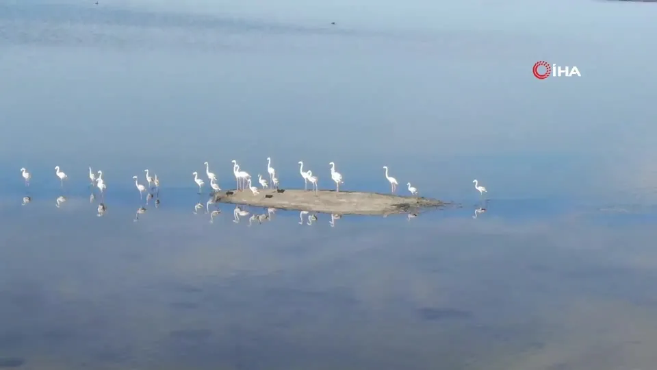 Ulaş Gölü’nde flamingo sürprizi!
