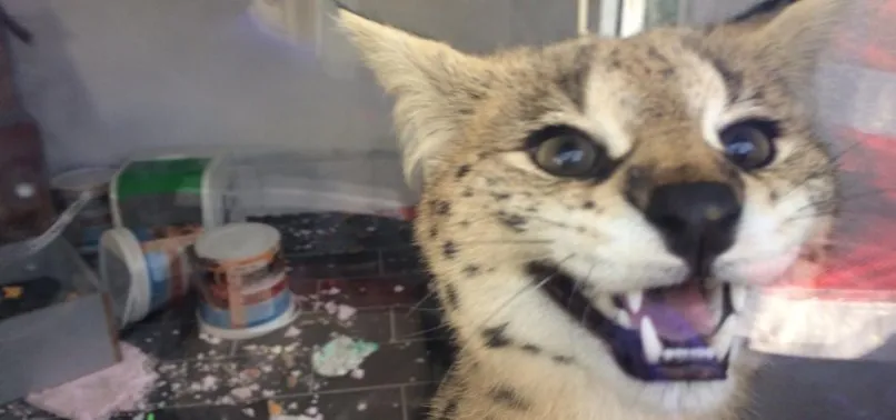 kacak yollarla afrika dan getirilen