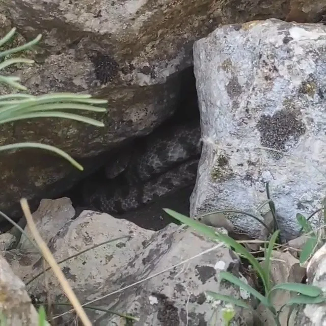 dev yilan panigi koyluler o anlari cep