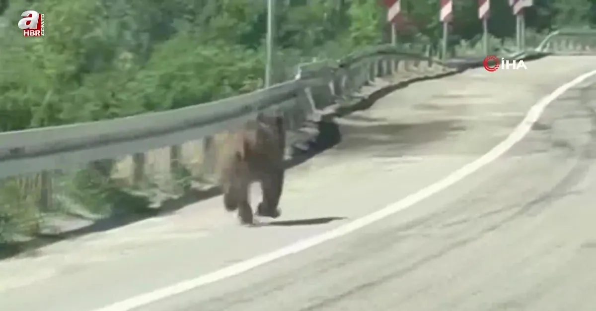 Bolu'da karayoluna çıkan ayı kamerada