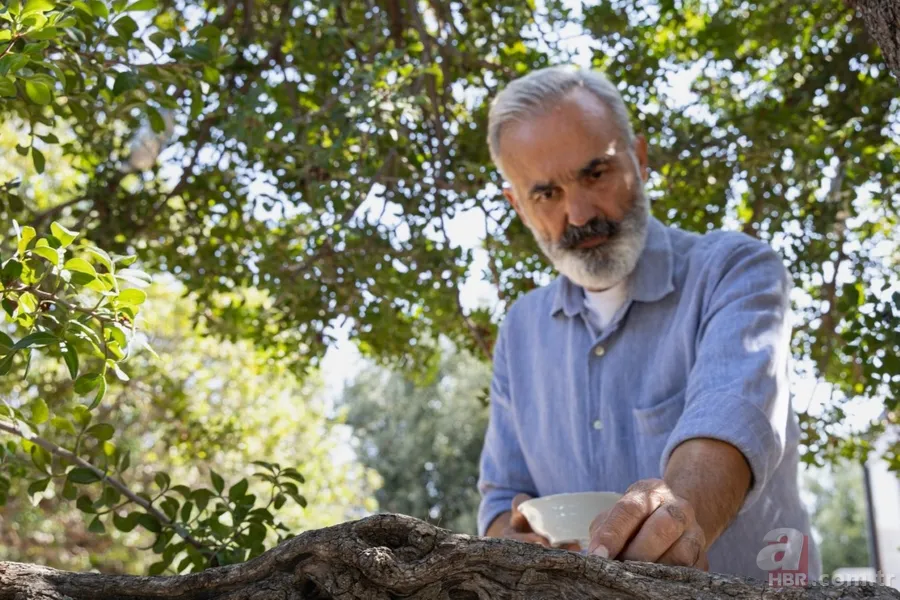Çeşme'de hasadı başladı! Altın değerindeki sakızın kilosu 12 bin TL: Hem sağlık hem ekonomiye katkı sağlıyor 3