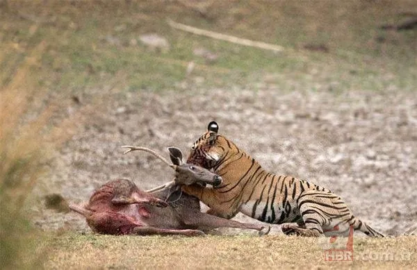 Dağ keçisinin zor anları! Hakkari'deki yoğun kar yağışı onları da olumsuz etkiledi 20