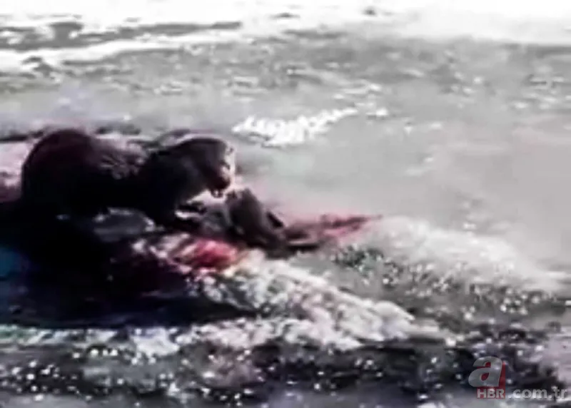 O ilimizde kıyıya yaklaşınca fark edildi! Hemen telefona sarıldılar 10