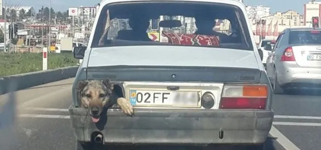 Stop lambası yerine köpek kafası