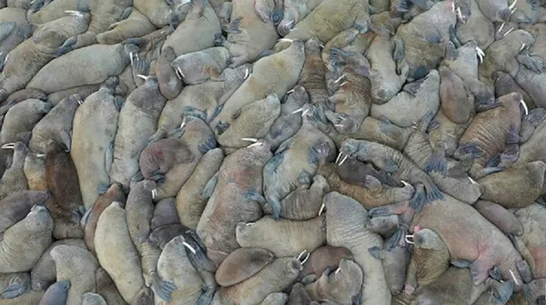Nesli tükendi sanılırken sürüsü bulundu! Şaşkına çeviren olay - 1