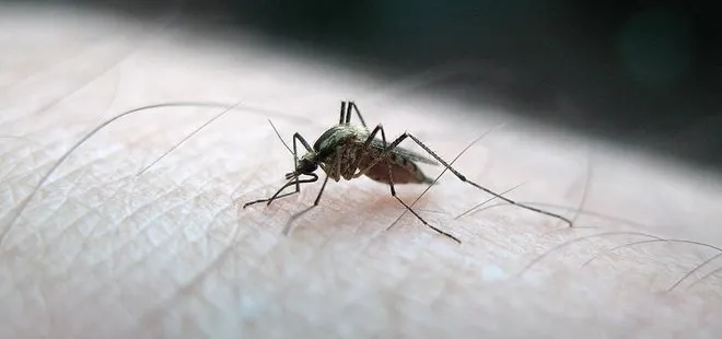 İstanbul’da sivrisinekler hastanelik ediyor! Hangi hastalıkları yayıyor?