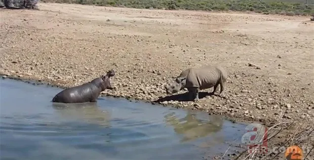 Hayvanlar dünyasından inanılmaz anlar 11
