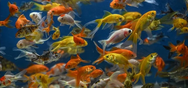 Japon balıkları çocukların kaygılarının giderilmesine yardımcı oluyor