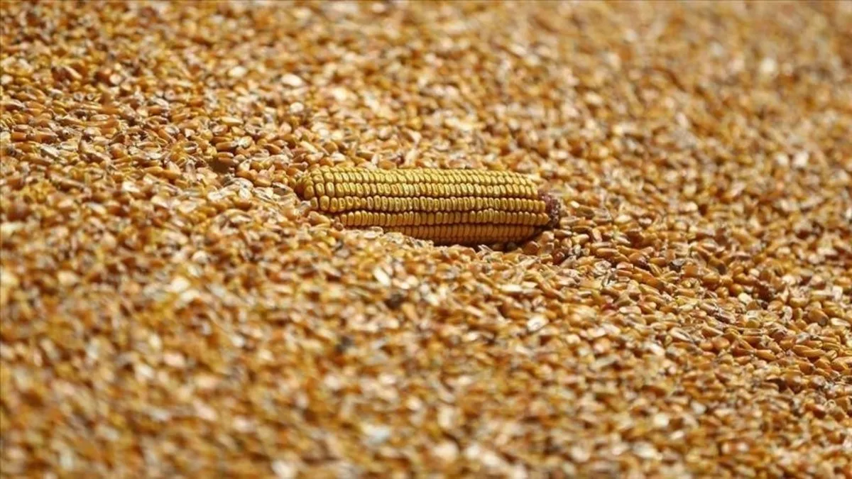 Mısır ithalatında 500 bin ton tarife kontenjanı