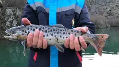 Nesli tükenmekte! Son anda...