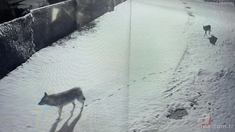 Vahşi doğa belgesellerini aratmayan görüntüler! Kurtlar köye inip köpeği telef ettiler 4
