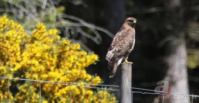 Eve giren firari vahşi hindi ortalığı birbirine kattı! ABD polisinden "özel hindi operasyonu" 20