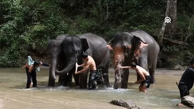 Fillerle geleneksel yaşam