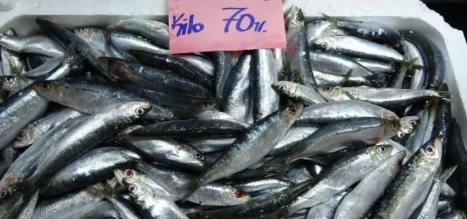 Çanakkale’de balık bolluğu! 100 liradan satılan palamut yarı fiyatına indi