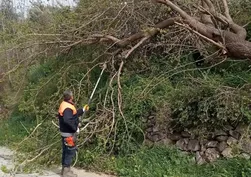 Osmaniye’de fırtına etkili oldu: Devrilen ağaçlar yolları kapattı
