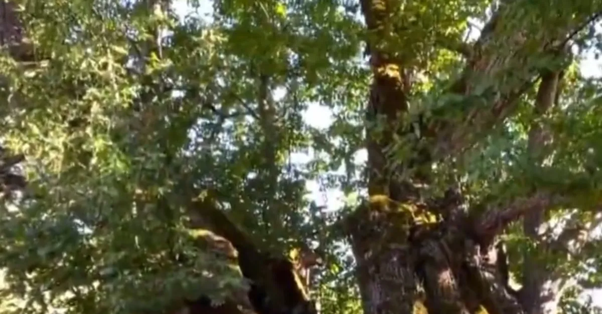 Bin 100 yıllık armut ağacı meyve veriyor