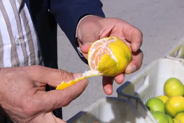 izmirin-topraklarindan-62-ulkeye-sari-altinin-hasat-zamani-geldi-1666767339732.jpg İzmir’in topraklarından 62 ülkeye! Sarı altının hasat zamanı geldi - 8