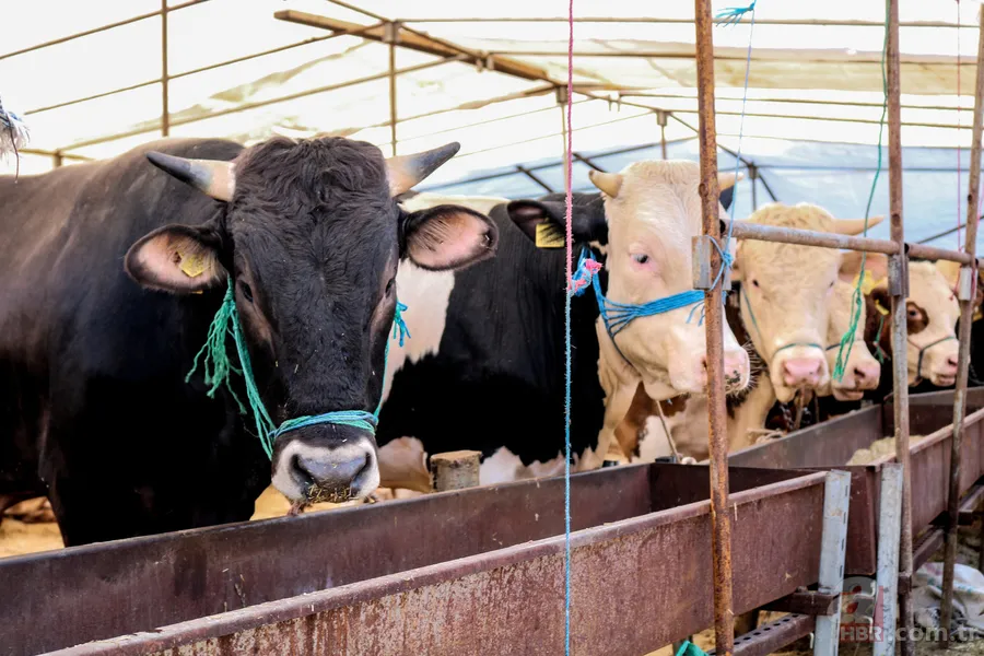 2026 kurbanlık fiyatları belli oldu! Büyükbaş ve küçükbaş ne kadar? 11