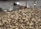 Şekerde zam oyunu! Çiftçi resti çekti