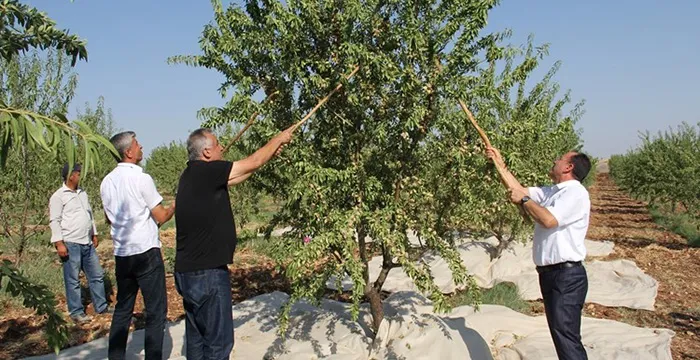 Türkiye, ABD’nin tekeline son verecek! Badem üretim alanları arttı