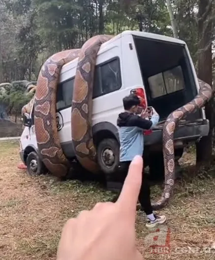 Bu görüntüler dehşete düşürdü! Dev anakonda arabayı sardı 5