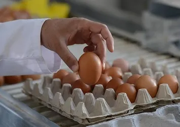 Aşırı tüketince başa bela oluyor! Fazla yumurta yemenin 5 tehlikeli yan etkisi...