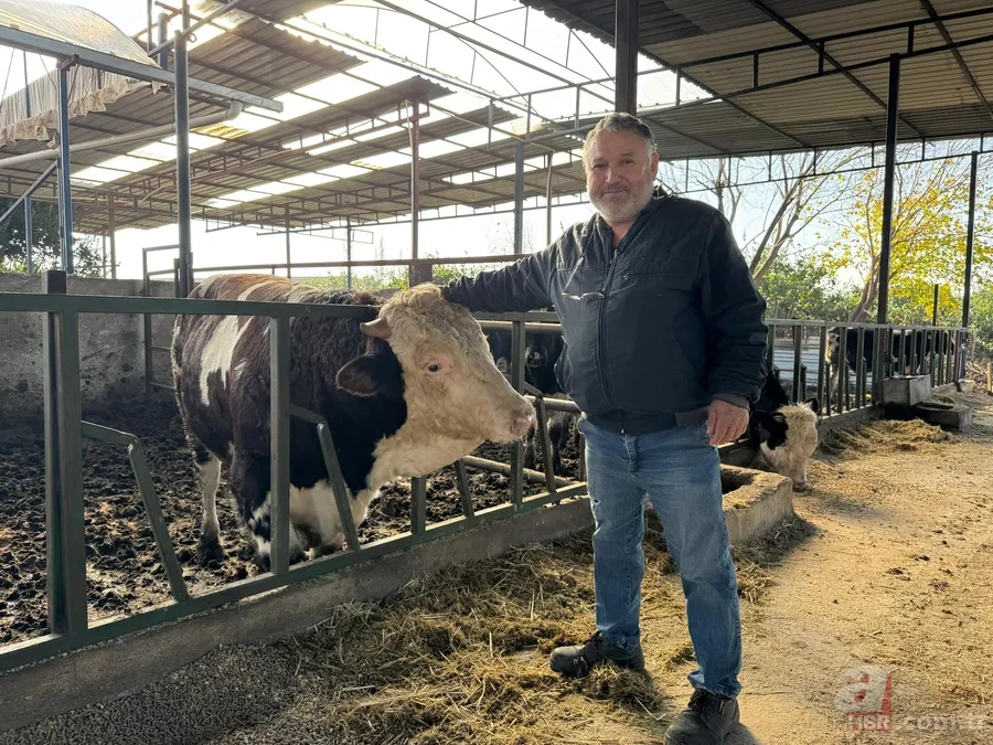 Öfkeli dana sahibine acımadı! Boynuz darbeleriyle böyle havaya uçtu 9