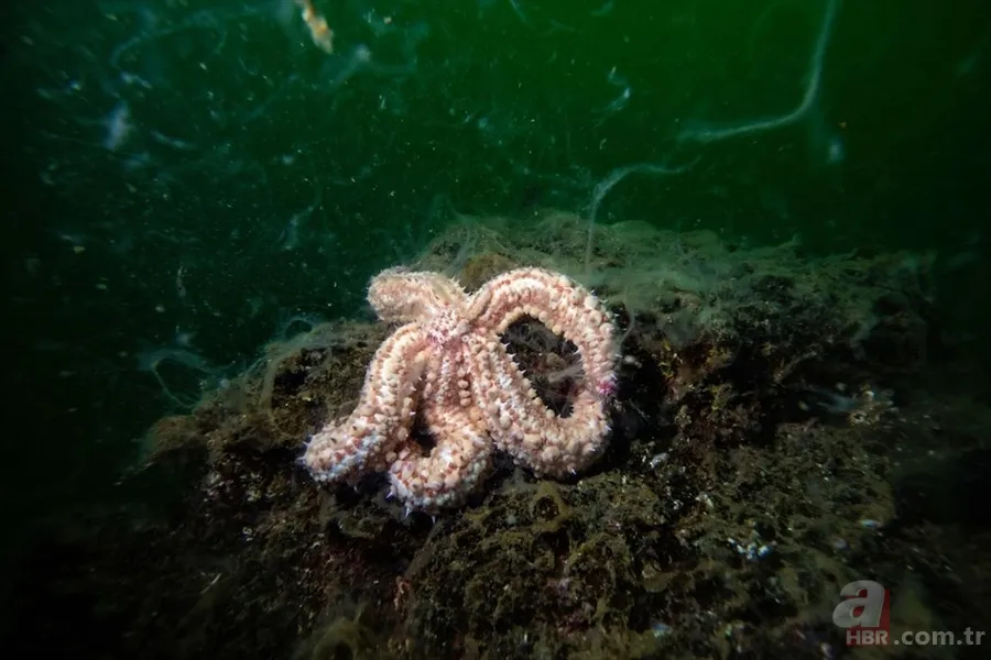 Deniz salyası ABD basınında: Marmara ölüyor! Çevre profesöründen kritik uyarı geldi 13