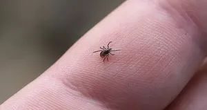 İstanbul’daki keneler tehlikeli mi?