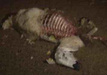 Ağıla girince şoke oldu! Kurt yedi geriye kemikler kaldı