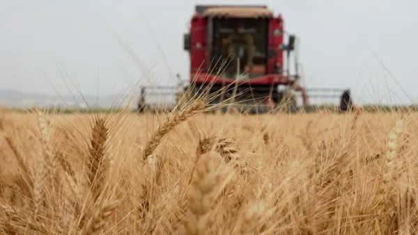 Yerli tohumluk buğdayın hasadı başladı