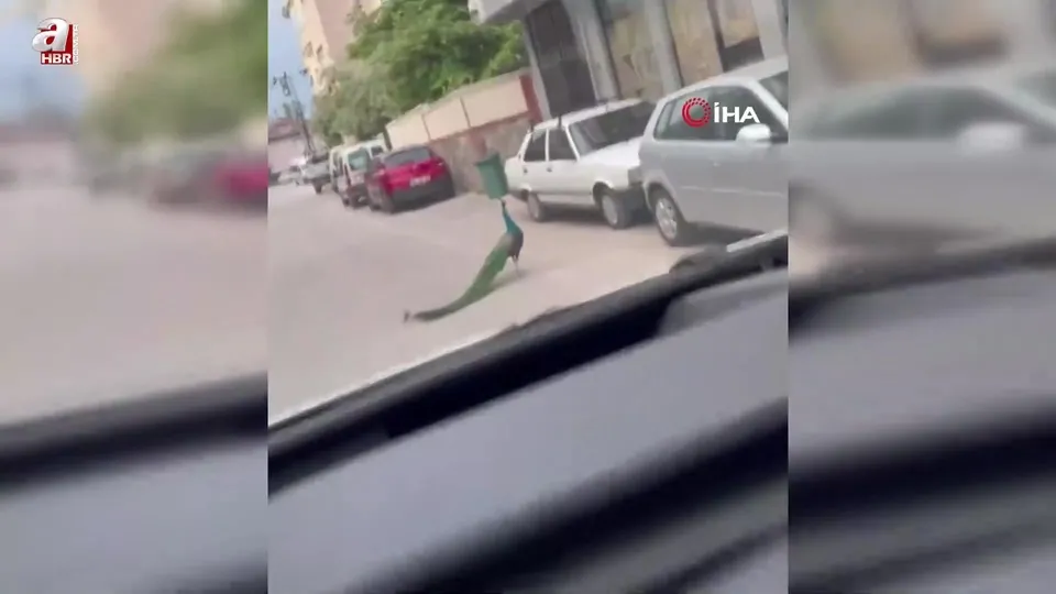 Bursa’da sokak ortasında ilginç anlar