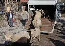 70 koyunu telef olan aileye 120 koyun hediye edildi