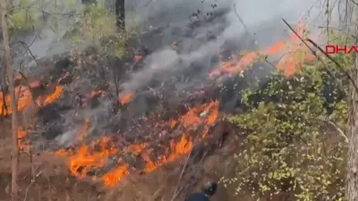 Orman gönüllülerine tazminat-maaş hakkı!