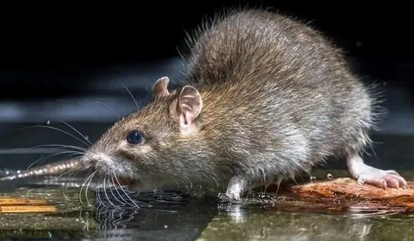 New York’u fareler bastı! Sıçan Şefi’ne 170 bin dolar maaş