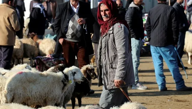 Katar 30 yıl sonra Türkiye'den ilk kez küçükbaş hayvan aldı - 3