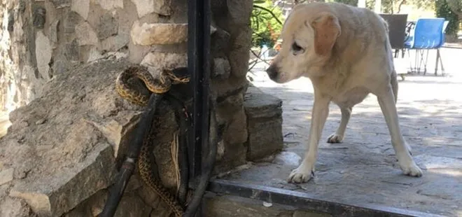 Bursa’da yılanın köpeğe saldırması anbean kameralara yansıdı