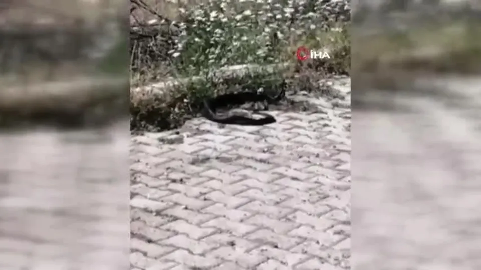 Havalar ısınınca ortaya çıktılar! Köylüler ilgiyle izledi