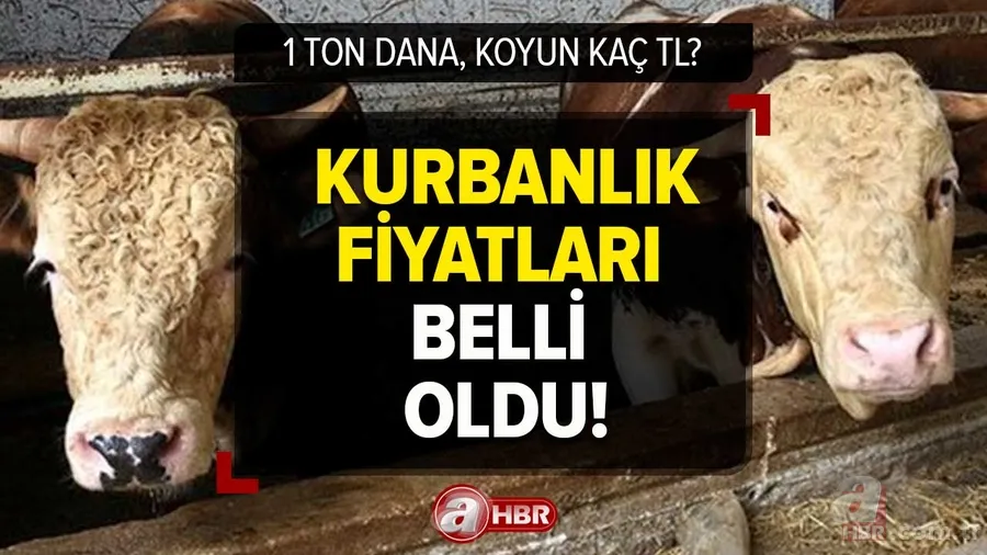 KURBANLIK DANA FİYATLARI 2023! Kurbanlık fiyatları ne kadar, kaç TL? Büyük baş, küçükbaş, koyun... 1