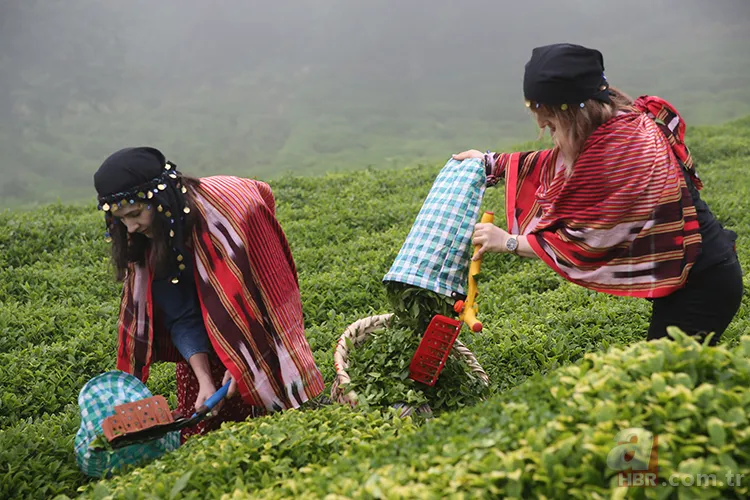 CANLI KURA | ÇAYKUR işçi alımı NİHAİ İSİM LİSTESİ yayımlandı mı? ÇAYKUR 1500 işçi alımı kura çekimi ne zaman? 5