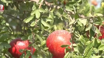 Erkenci nar bahçelerden toplanıyor