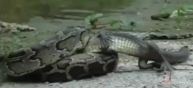 Dev piton timsahı yutmaya kalkıştı! Görenler inanamadı... 2