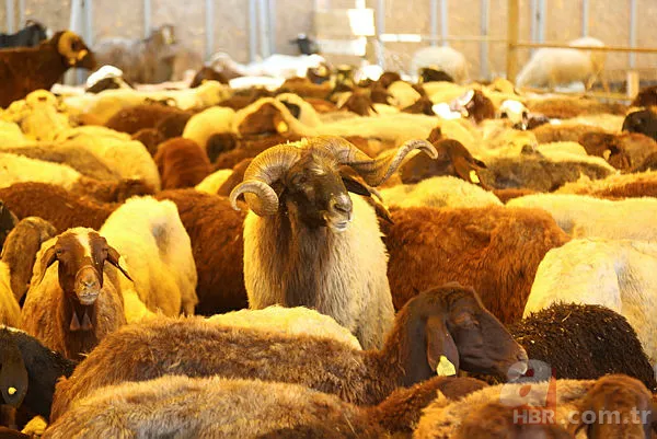 Kurban eti kimlere verilir? Kurban eti en az kaç kişiye dağıtılır? Kurban eti dağıtımı nasıl olmalı? Diyanet açıklaması 15