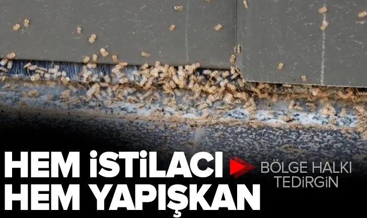 İstanbullular tedirgin! O ilçede ‘dantel böcek’ istilası